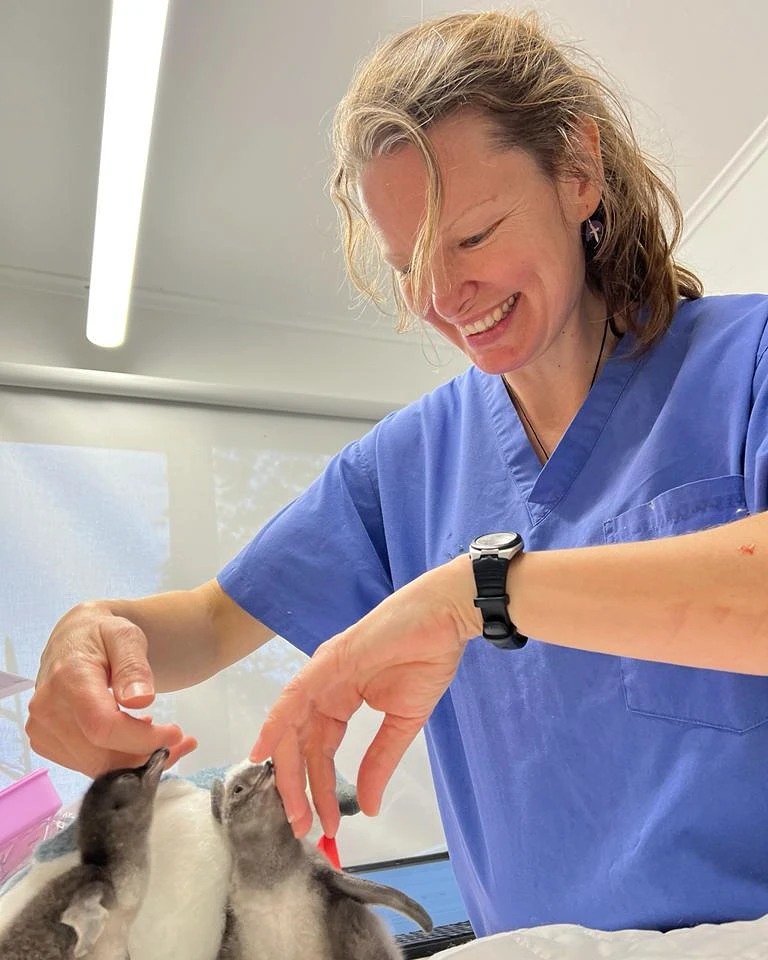 Volunteer handling penguins