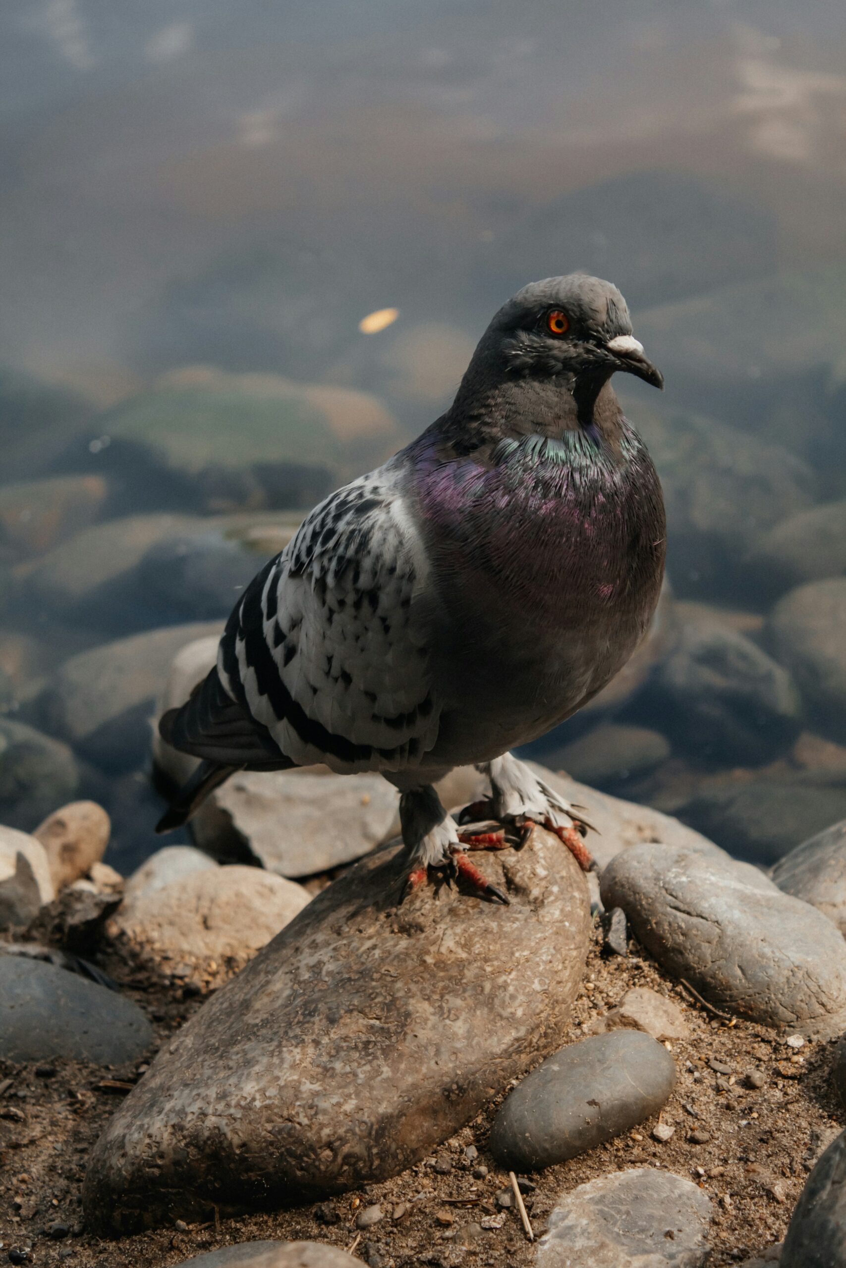 Feral pigeon (non-native)
